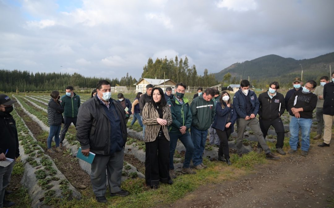 Gobierno Regional del Maule aprobó $2.788 millones para los pequeños frutilleros de la región